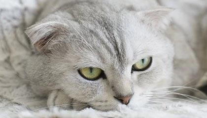 铁杆粉丝！詹姆斯晒俄亥俄州大橄榄球队定制耳机 期待新赛季